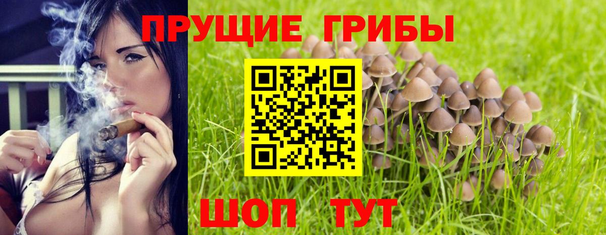 Псилоцибиновые грибы Cubensis Дзержинский